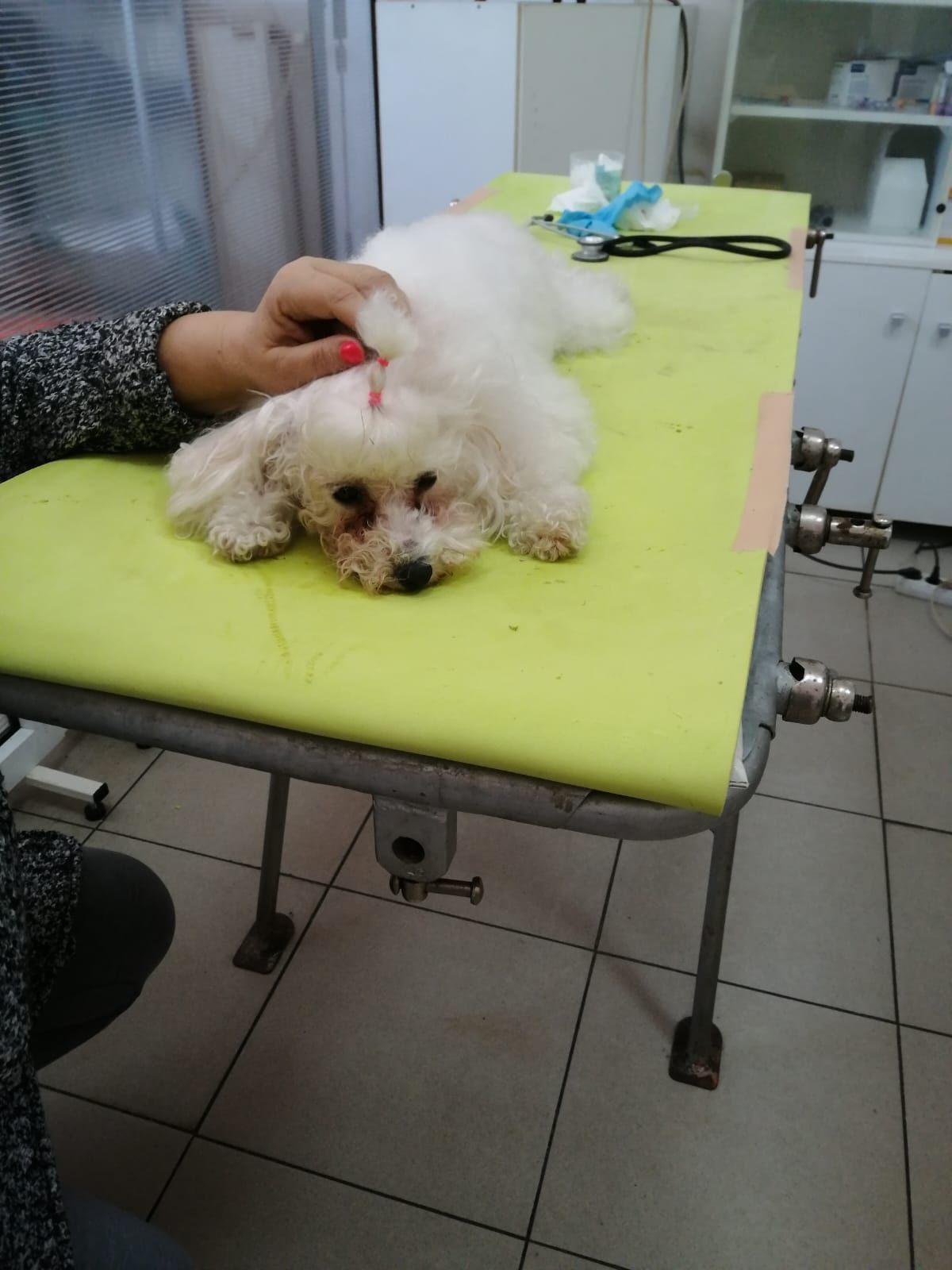 Bišon na pregledu kože i dlake u veterinarskoj ambulanti u Nišu