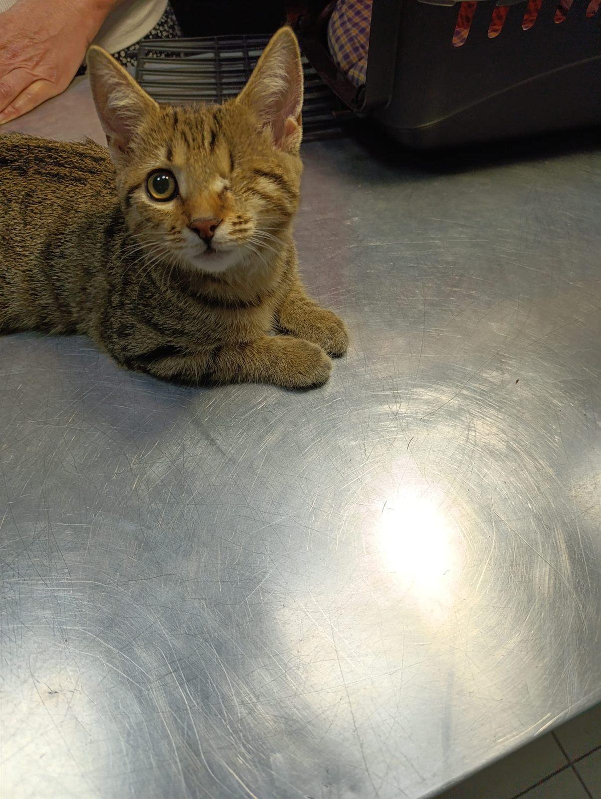Mače sa problemom oka na stolu za pregled u veterinarskoj ordinaciji Dr Goran