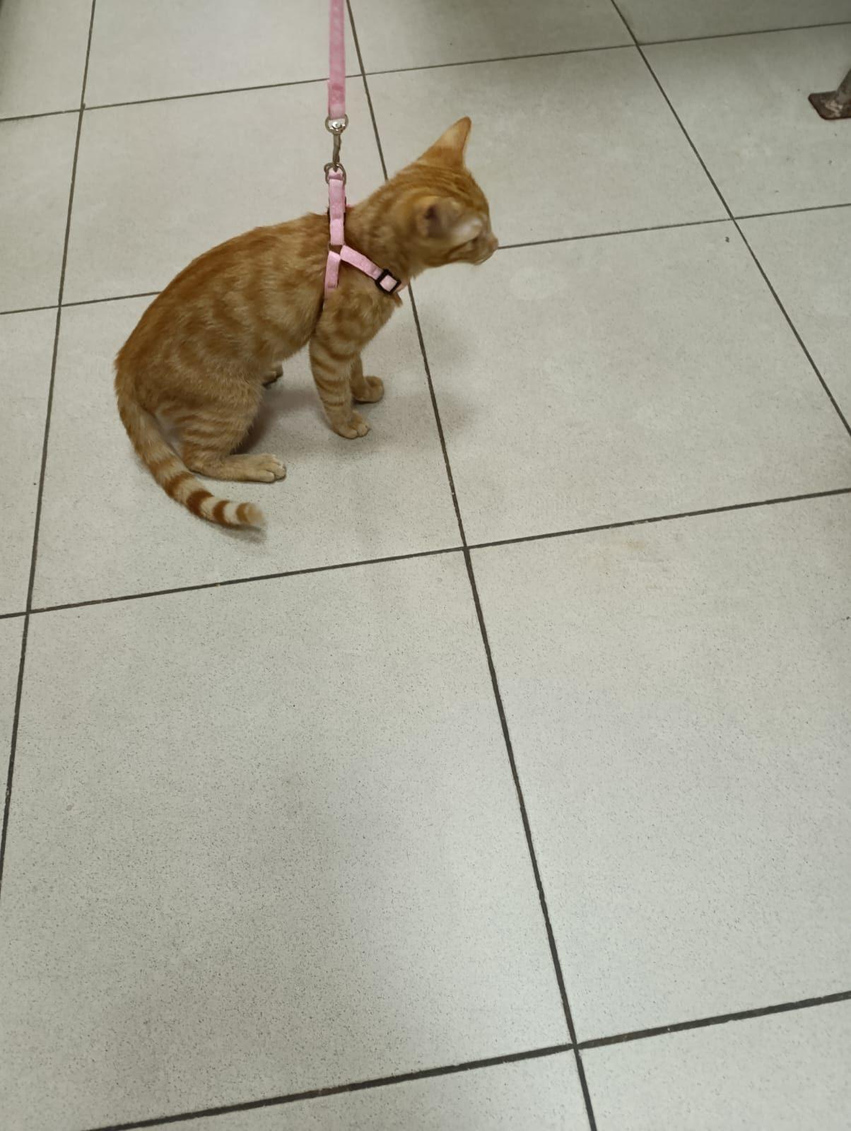 Riđe mače na povocu u veterinarskoj ambulanti u Nišu