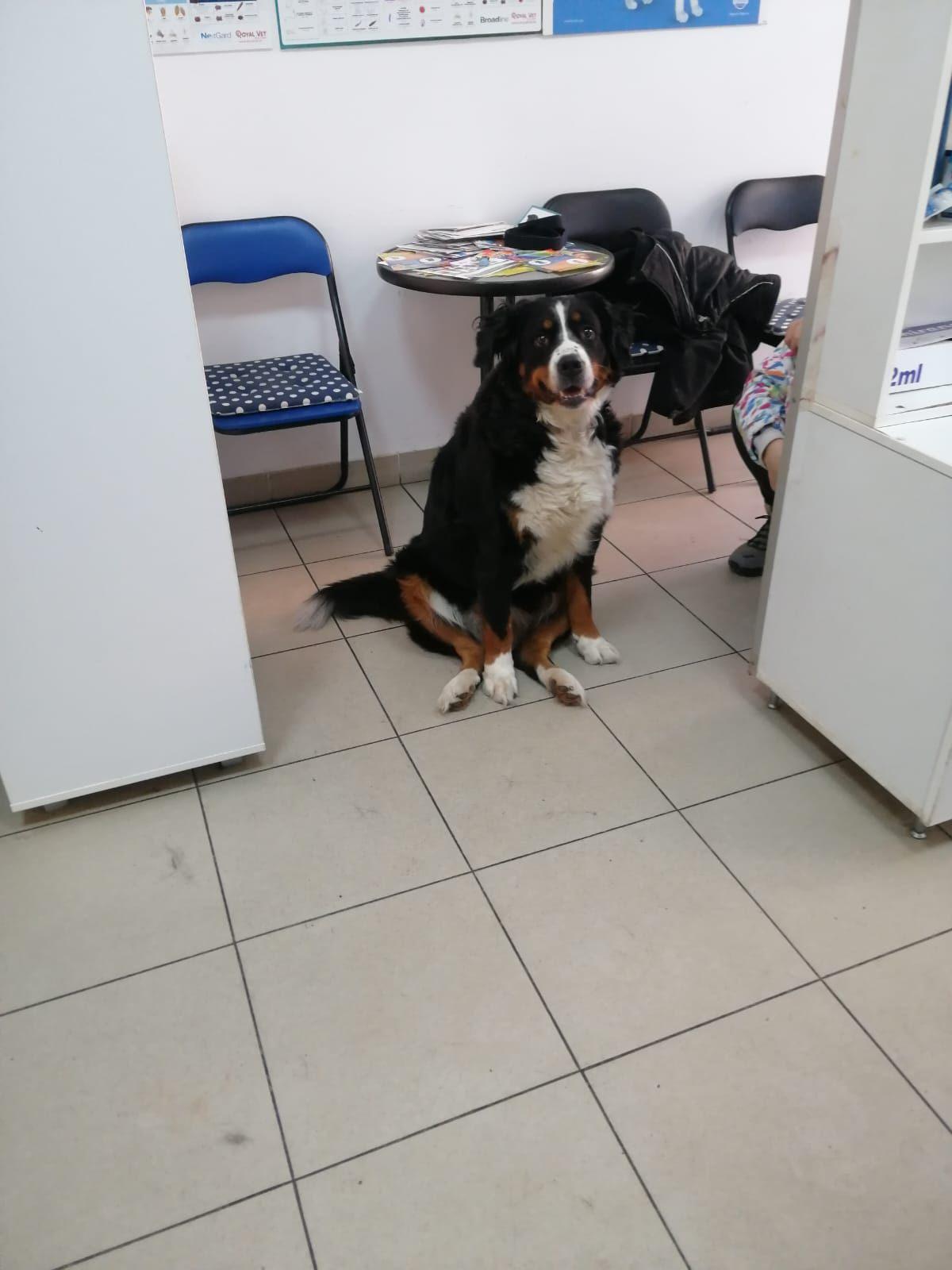 Bernski planinski pas mirno čeka u čekaonici veterinarske ordinacije Dr Goran