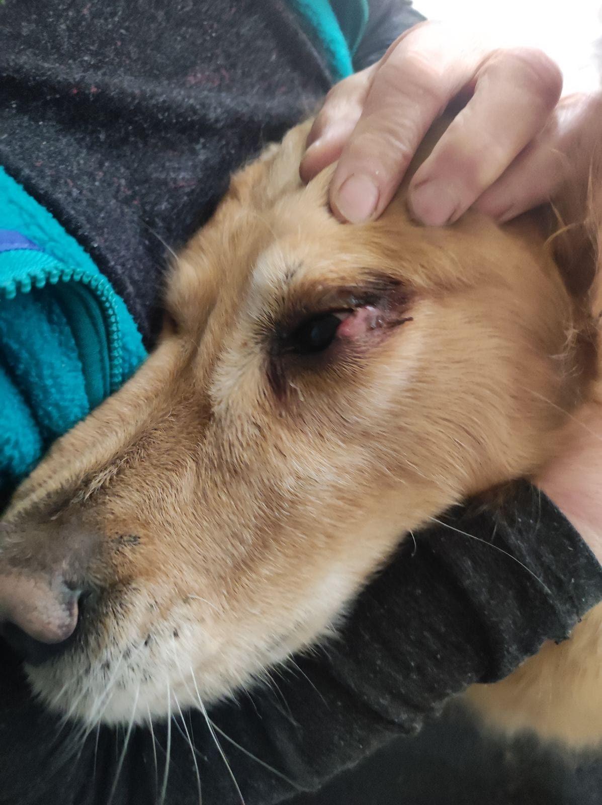 Veterinarski pregled oka psa – oftalmologija u ordinaciji Dr Goran