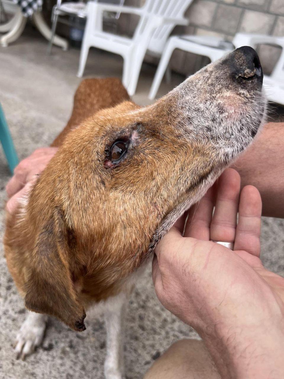 Pregled starijeg psa sa prosedom njuškom kod veterinara u Nišu