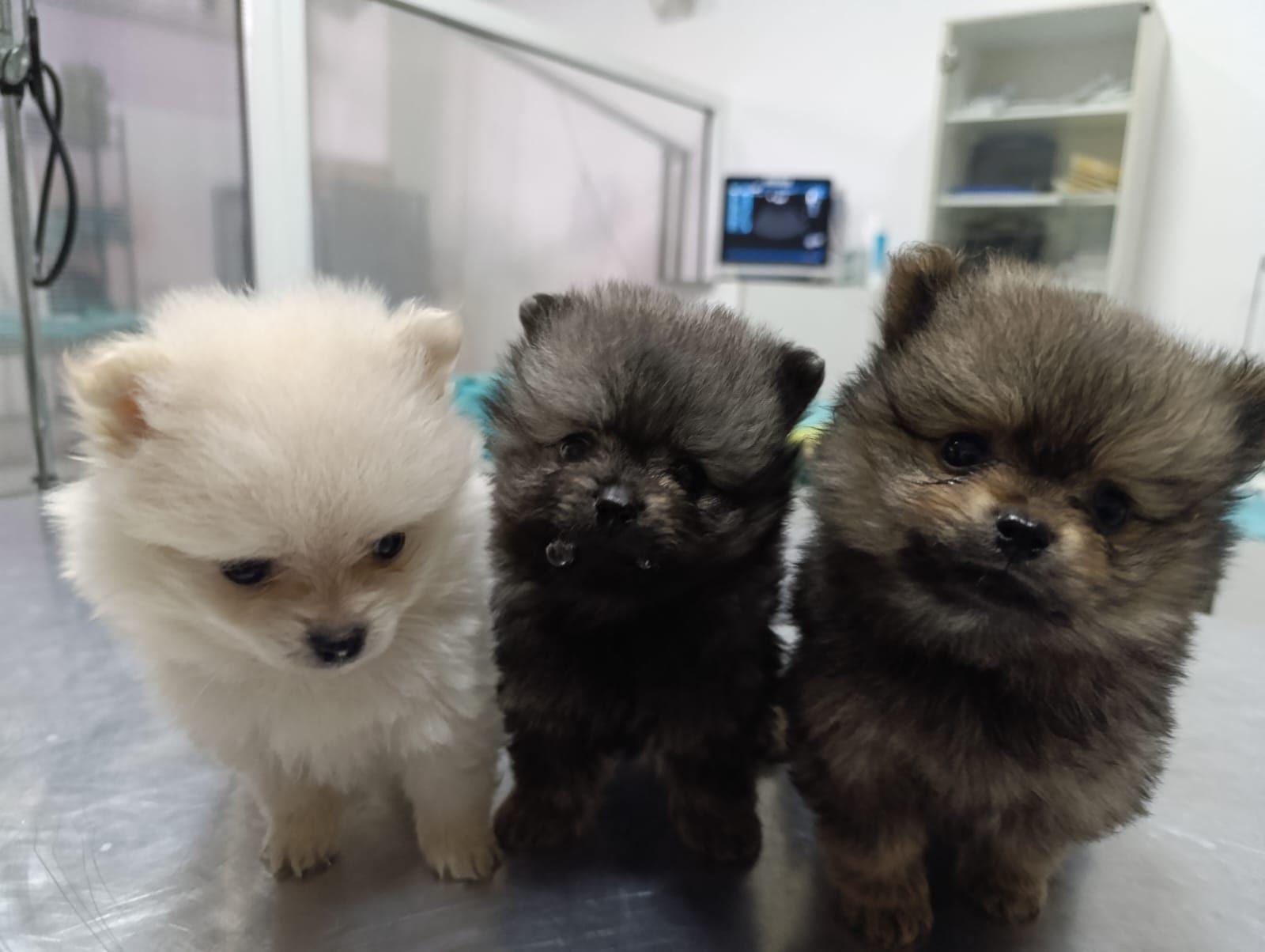Tri šteneta pomeranca na preventivnom pregledu kod veterinara u Nišu