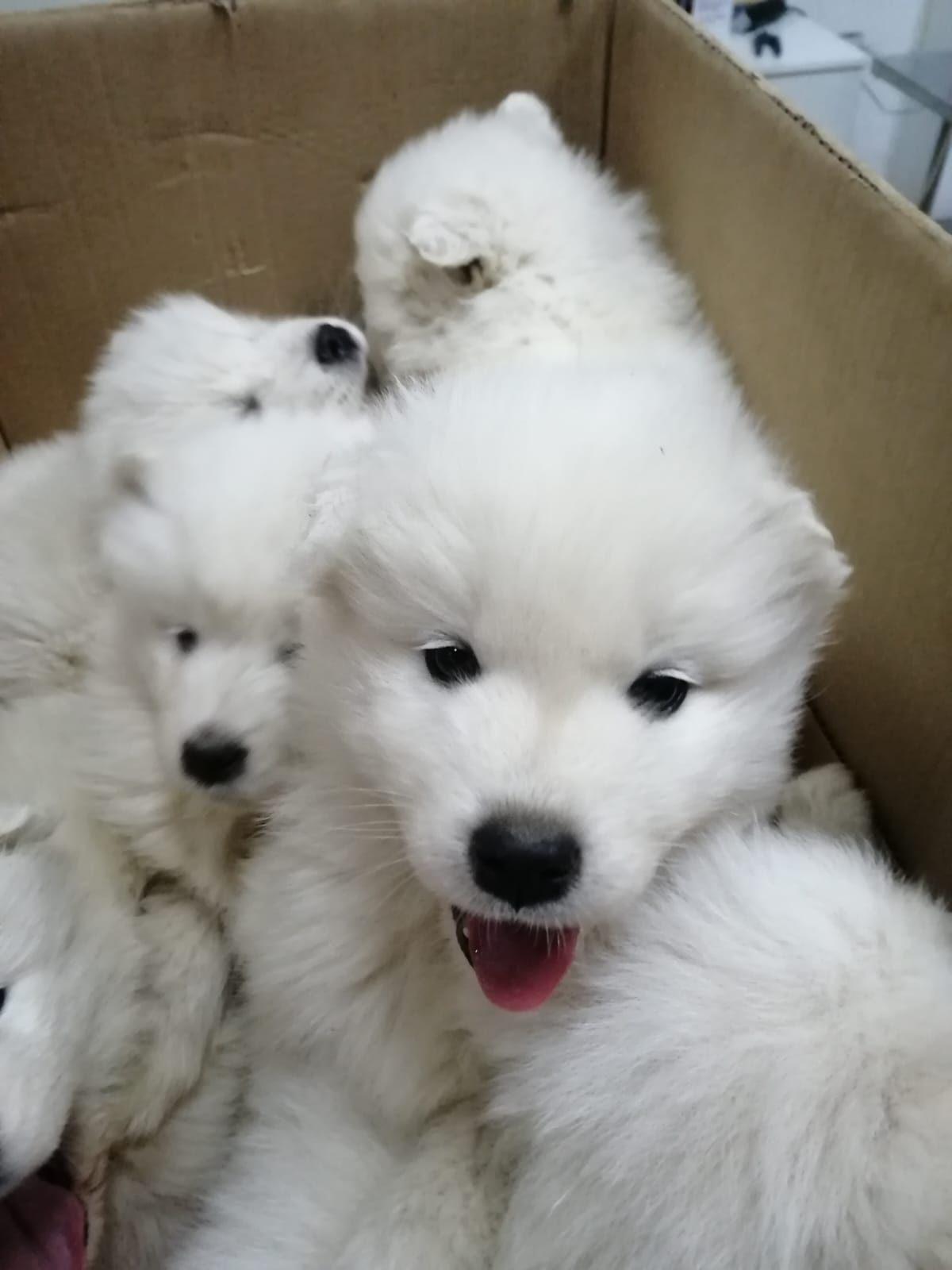 Štenci samojeda dovedeni na pregled i vakcinaciju kod veterinara u Nišu